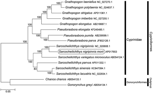 Figure 1. Phylogenetic position of Sarcocheilichthys nigripinnis morii based on a comparison with the complete mitochondrial genome sequences of 13 Cyprinidae species and 2 outgroup species. The analysis was performed using the MEGA 7.0 software. The accession numbers for each species are indicated after the scientific names.