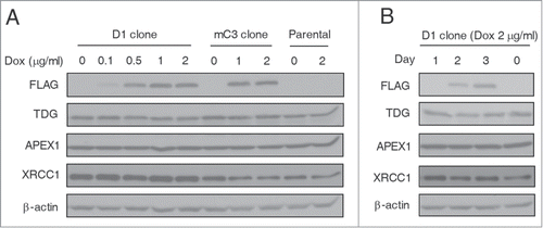 Figure 3. Lack of BER genes upregulation during TET-induced global DNA demethylation. (A) Western blot analysis showed no significant change of TDG, APEX1 and XRCC1 expression in D1 and mC3 clone cells and HEK293T parental cells after Dox treatment. All cells were harvested 3 days after Dox treatment at different dosages. (B) Constant expression levels of TDG, APEX1 and XRCC1 in D1 clone cells during 3 days of Dox treatment (2 μg/ml). The cell lysates were prepared every day after Dox treatment.