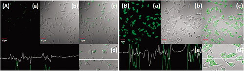 Figure 1. Uptake of (A) free coumarin-6 (C-6) and (B) C-6 loaded GA-nano-lipid carrier, upon incubation at 1 µg/mL for 2 h. In all the images, (a) images under the green fluorescence channel; (b) corresponding differential interface contrast images of HepG2 cells. (c) Superimposition of figure (a) and figure (b). (d, e) In all, the images show horizontal line series analysis of fluorescence along the white line.