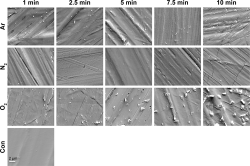 Figure S1 SEM images of the surface of the scaffolds modified with Ar, N2 and O2 using plasma surface modification for various length of time.Note: Scale bar: 2 µm.Abbreviations: Ar, argon; Con, untreated; N2, nitrogen; O2, oxygen; SEM, scanning electron microscopy.