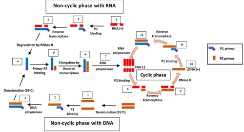 Figure 4 Nucleic acid sequence-based amplification. P1 anneals to sense RNA, then extension by AMV reverse transcriptase enzyme follows, forming a hybrid of RNA and complementary DNA (cDNA). P2 binds to cDNA following RNA degradation by RNase H; extension by reverse transcriptase generates DNA with T7 RNA polymerase promoter sequence, which transcribes into multiple antisense RNA (-) copies by DNA dependent RNA polymerase. P2 anneals to resulting RNA (-) strands, undergoes extension and forms hybrids of RNA (-) and cDNA. RNA (-) is degraded again by RNase H while P1 binds to the new cDNA, followed by extension by reverse transcriptase to yield dsDNA bearing promoter sequence for T7 RNA polymerase and the cycle continues, generating multiple RNA copies. Adapted from Zanoli LM, Spoto G. Isothermal amplification methods for the detection of nucleic acids in microfluidic devices. Biosensors. 2012;3(1):18–43.Citation59