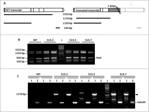 Figure 2. Two variants of NBR1 transcripts in SALK_135513. (A) Scheme of the expected PCR fragments and their localization on the expected mRNAs. The exons of NBR1 (represented as boxes) and the T-DNA position is marked. The size of the expected PCR products is indicated. (B) Results of semiquantitative RT-PCR indicating the presence of the WT transcript in the homozygous SALK_135513 plants. The PCR was performed in duplicate using 2 pools of independently prepared cDNA for the indicated plants (WT or the mutant). The expected sizes of the PCR products in WT are (1522, 1155 and 145 bp). (C) Results of semiquantitative RT-PCR showing the presence of mutated mRNA in SALK_135513, spliced within the T-DNA insert. The oligonucleotide pairs LBb/S05LP (lanes labeled as (1) and TUBF/TUBR (lanes labeled as (2) were used as primers. The PCR products marked with black arrowheads were cut off from the gel and sequenced. L, 1kb DNA Ladder GeneRuler (Fermentas, cat No SMO311).