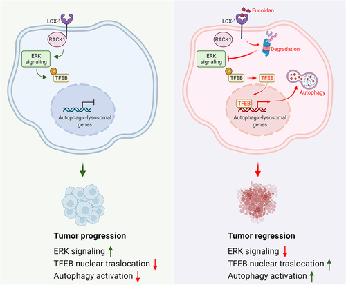 Figure 1. A model depicting roles of targeting LOX-1 in regulating autophagic program in esophageal cancer.