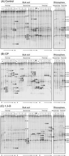 Figure 4  Temporal change after fumigation in fungal 18S rDNA denaturing gradient gel electrophoresis profiles from bulk soil and rhizosphere soil samples in (A) untreated control plot 4, (B) chloropicrin (CP) plot 5 and (C) 1,3-dichloropropene (1,3-D) plot 6. Bands from nested polymerase chain reaction (PCR) are labeled with upper-case letters indicating their nature (C, bands detected consistently in control plots; S, bands detected in specific seasons in control plots; L, bands detected in CP plots; D, bands detected in 1,3-D plots) and sampling site (B, bulk soil; R, rhizosphere soil), followed by band numbers. Arrows show the duration of spinach cultivation. After growth, spinach plants were plowed into the soil. Asterisks show the timing of the fumigation treatment.