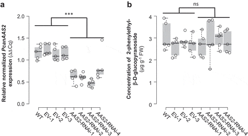 Figure 2. Transcript accumulation of PcanAAS2 (a) and accumulation of 2-phenylethyl-β-D-glucopyranoside (b) in undamaged leaves of Populus x canescens wild type plants (WT), empty vector control plants (EV), and PcanAAS2 RNAi lines (AAS2-RNAi). (a) Gene expression was analyzed using real time-quantitative PCR and the relative normalized expression compared to the reference gene ubiquitin is shown. (b) 2-Phenylethyl-β-D-glucopyranoside was extracted with methanol from ground leaf material and analyzed via liquid chromatography-tandem mass spectrometry. Biological replicates (nb) and technical replicates (nt) of EV lines and RNAi lines were used to test for statistical differences. WT, nb = 5; EV, nb = 3, nt = 5; AAS2-RNAi, nb = 4, nt = 5 (AAS2-RNAi-2, nb = 4, nt = 4). Asterisks indicate statistical significance as assessed by Student’s t tests. PcanAAS2 expression (P < 0.001, t = 8.934); 2-phenylethyl-β-D-glucopyranoside accumulation (P = 0.792, t = −0.266). Medians ± quartiles and outliers are shown. Each data point is represented by a circle. ns, not significant.