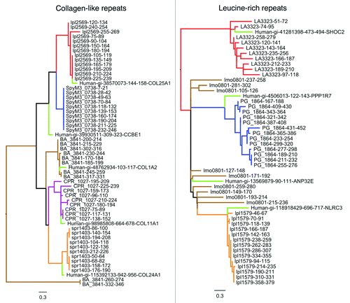 Figure 5. Phylogenetic trees of bacterial pathogen encoded collagen-like repeats (left) and leucine-rich repeats (right) from Figure 4. The repeats are colored in the tree according to their parent protein. Top-aligning repeats from human proteins have also been included and are colored light green. Repeats cluster predominantly by protein of origin, suggesting that different pathogen repeat proteins have evolved by independent repeat amplifications. Interestingly, the pathogen repeat classes generally cluster with a specific human repeat, suggesting that ancestral progenitor repeats may be host-derived.