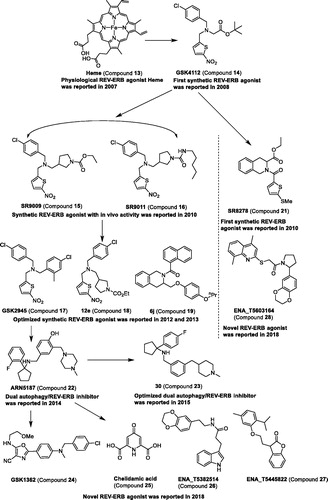 Figure 4. Development and structure of modulators targeting REV-ERBs.