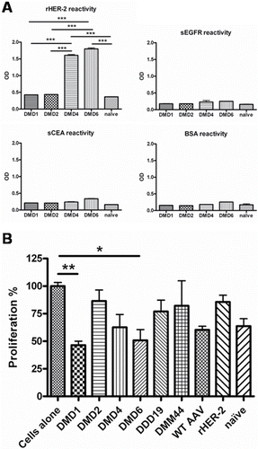 Figure 2. Specificity and functionality testing of antibodies purified from sera of immunized mice. (A) AAV-mimotope induced antibodies recognize HER-2, but not tumor-associated antigens EGFR, CEA or control protein BSA. Antibodies (c = 1 µg/mL) purified from sera of naïve mice and mice immunized with candidate particles were screened for their reactivity toward known tumor antigens HER-2, EGFR, CEA as well as the control protein BSA in ELISA. Antibodies induced by mimotopes DMD4 and DMD6 show significant higher IgG reactivity toward rHER-2 than naive mice (p < 0.001) and mice immunized with candidates DMD1 (p < 0 .001) and DMD2 (p < 0 .001). Toward all other antigens only background reactivity is visible. Bars represent mean values & SD (n = 2); One-way ANOVA, Tukey's post-test. (B) Purified antibodies of immunized mice to different degrees inhibit growth of human HER-2 overexpressing mammary carcinoma cells. Tetrazolium-based proliferation assays with HER-2 overexpressing BT474 cells are depicted upon incubation for 72 h with purified antibodies (c = 1 µg/mL) of sera from mice immunized with candidate particles. Bars displaying mean values & SD, analyzed by means of Kruskal–Wallis test plus Dunns post-test.