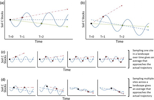 Figure 1. Hypothetical trends in soil C (solid lines) for systems that are oscillating over the short term but are at steady state (a, c), or losing carbon (b, d), over the long term. Blue dashed lines with arrows indicate actual or inferred trends in soil C stocks, the latter based on measurement points indicated by circles. (a) Relying on only a pair of measurements (e.g. T = 0 and T = 1, or T = 0 and T = 2) will readily produce overestimates (red dash-dot line) or underestimates (green dotted line) of soil C stocks. (b) Furthermore, it is impossible for an estimate of trajectory to be accurate from a single pair of measurements unless both T = 0 and the subsequent measure fall on the actual mean trajectory. (c) Sampling the same site multiple times can improve the accuracy of estimated soil C stock trajectories (dash-dot line) over time. (d) Taking paired measurements at several sites across a landscape can also produce multiple estimated soil C stock trajectories (dash-dot line) that average over the studied landscape to the real change. If the multiple paired sites are sampled at different times it will reduce the chances that trends are due to short-term climate/weather driven events that affect all sampling points in the landscape.