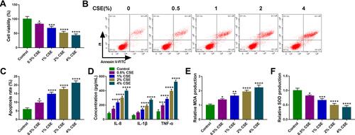 Figure 2 CSE suppresses the viability and induces the apoptosis, inflammation and oxidative stress in HBECs. (A–F) 16HBE cells were treated with varying concentration of CSE exposure (0, 0.5, 1, 2, 4%) for 24 h (n=3). (A) CCK-8 assay of cell viability. (B and C) Flow cytometry for cell apoptosis analysis. (D) Detection of IL-8, IL-1β, and TNF-α levels in cells using ELISA. (E and F) Measurement of MDA and SOD levels in cells using Commercial kits. *P <0.05, **P< 0.01, ***P<0.001, ****P < 0.0001 vs the control group.