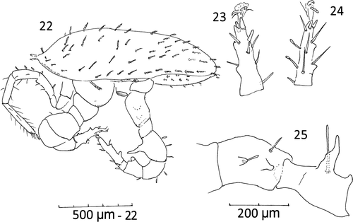 Figures 22–25  Male, large. 22, idiosomal, lateral view showing leg apophyses; (leg III and many setae removed); 23, tarsus II lateral view showing apophyses (many setae removed); 24, tarsus IV showing apophyses, medial view; 25, trochanter and femur IV ( most setae removed) medial view.