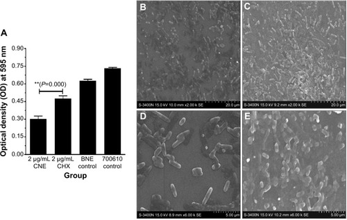 Figure 6 Inhibition of biofilm formation and biofilm surface structure figure: biofilm formation inhibition results for CNE (A); biofilm surface structure after CNE treatment (×2,000 times) (B); biofilm surface structure after CHX treatment (×2,000 times) (C); Biofilm surface structure after CNE treatment (×6,000 times) (D); Biofilm surface structure after CHX treatment (×6,000 times) (E).Notes: 700610 means Streptococcus mutans control. **P<0.01 represent a significant difference; *P<0.05 represent a difference.Abbreviations: CNE, chlorhexidine acetate; CHX, chlorhexidine acetate water solution; BNE, blank nanoemulsion.