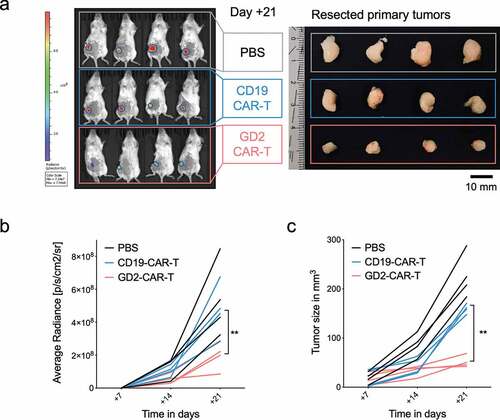 Figure 4. GD2-CAR-T cells arrest tumor growth in vivo. NSG mice were injected into the fourth mammary fat pad with 5 × 106 MDA-MB-231 cells, stably expressing luciferase on day 0. On day +7, tumor-bearing mice were treated with either PBS, 5 × 106 CD19-CAR-T or 5 × 106 GD2-CAR-T. Mice were sacrificed on day +21. In a), noninvasive BLI images of luciferase activity at day +21 are shown for tumor burden assessment (left panel, n = 4). Resected tumors of the corresponding mice are shown in the right panel. In b), BLI signals above a 10% threshold were quantified as average radiance [photons/second/cm2/sr]. Timepoints day +7, injection of CAR-T, day +14 and day +21, end of the experiment, are shown. (Of note, for day +7 values were set 0 as no signals above a 10% threshold could be calculated. Corresponding optical imagines are given in Suppl. Figure 4a). In c), tumor growth kinetics are demonstrated as determined by caliper measurement. Data shown represent mean ± SD of 4 mice each group. (** = p < .001)