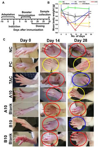 Figure 6 Assessment of AIA model (I): (A) Experimental timeline of the AIA model used showing induction and treatment protocols. (B) Mean body weights (mean ± SEM) during induction and treatment period [** significantly increase vs 14 days reading, * significantly decrease vs 0-time, P≤ 0.05]. (C) Images of hind paws of different treated groups at 0, 14- and 28-days post-induction (NC= negative control and PC= positive control), [red circle= severe inflammation, blue circle= mild inflammation, yellow circle= no inflammation].