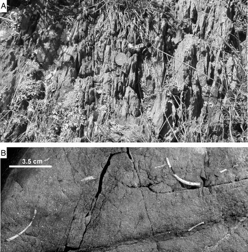 Figure 6  A, Schistose greywacke regarded by Crawford (1868), Hector (1869) and MacKay (1879a,b) as the oldest greywacke (Devonian?—Lower Carboniferous) of the Wellington Peninsula. Wrights Hill car park, Karori (Photo: S Eagar). B, Tube fossils of Torlessia mackayi preserved on a bedding plane in dark grey argillite from Sinclair Head, and probably the same locality mentioned by McKay (1879a). Greywacke containing the tube fossils was regarded as Carboniferous by McKay (1879b), but is now considered to be Triassic (photo: John Simes, GNS Science).