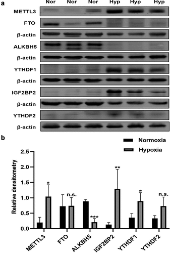 Figure 6. The expression of major m6A-related proteins in Hypoxia group and Normoxia group. (a) Western blot image of METTL3, FTO, ALKBH5, IGF2BP1, IGF2BP2, YTHDF1, YTHDF2. β-actin was used as an internal reference. (b) Statistical bar graph of METTL3, FTO, ALKBH5, IGF2BP1, IGF2BP2, YTHDF1, YTHDF2. Data are shown as means±SD (n = 6 rats per group). n.s.P>0.05 (different from Normoxia group), *P<0.05 (different from Normoxia group), **P<0.01 (different from Normoxia group), ***P<0.001 (different from Normoxia group).