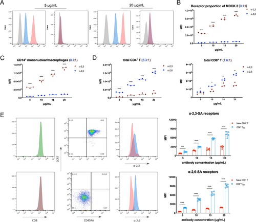Figure 2. Quantitative analysis of α-2,3- and α-2,6-linked sialic acid receptors in MDCK.2 and primary human T cells. (A) Flow cytometry analysis of broad-spectrum neuraminidases treated MDCK.2 cells or not with the lectin antibody concentrations of 5 and 20 μg/mL. Grey, unstained as controls; blue, α-2,6-linked sialic acid receptors; red, α-2,3-linked sialic acid receptors. (B) The comparison of α-2,6- and α-2,3-linked receptors in MDCK.2 cells from ATCC. (C) The comparison of α-2,6- and α-2,3-linked receptors of human CD14+ mononuclear/macrophages. (D) The comparison of α-2,6- and α-2,3-linked receptors of human total CD4+ T and total CD8+ T cells. (E) Purities of gating and MFI of receptors with the lectin antibody concentrations of 5 μg/mL in CD8+ TEM and naïve CD8+ T cells and the quantitative analysis of α-2,6- and α-2,3-linked sialic acid receptors between CD8+ TEM and naïve CD8+ T cells from five healthy donors. Both CD8+ TEM and naïve CD8+ T cells were stained with identical fluorescent antibodies. Red, naïve CD8+ T; blue, CD8+ TEM. Results of (B-E) are represented as mean fold change ± SD and statistical significances were analysed using GraphPad Prism 8.0 through two-tailed Student’s t-test. *p < 0.05, **p < 0.01, ***p < 0.001, ****p < 0.0001.