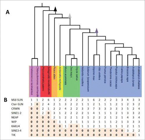 Figure 1. Distribution of components of plant nuclear envelope in the plant kingdom. (A) Selected plant lineages used in this study from left to right: Unicells Algae (pink), Moss and Club Moss (red), Gymnosperm (orange), Basal Angisoperms (yellow), Monocots (green) and Eudicots (blue). Zeta epsilon and gamma WGDs are indicated as arrow heads respectively in black, gray and purple. (B) Distribution of the 9 protein families (rows) in the 20 species (columns). Absence (0) of a given protein is highlighted in light orange.