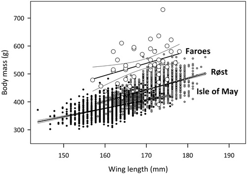 Figure 2. Linear regressions (± 95% confidence intervals) of body mass as a function of wing length for adult Puffins killed in the Faroes (large white circles) in winter (October–March) and for chick-rearing adults at the colonies of Isle of May (southeast Scotland; black dots) and Røst (northern Norway; grey dots). Symbols indicate individual birds. For clarity, wing lengths of birds in the colonies are plotted 0.25 mm below (Isle of May) or above (Røst) the true values.