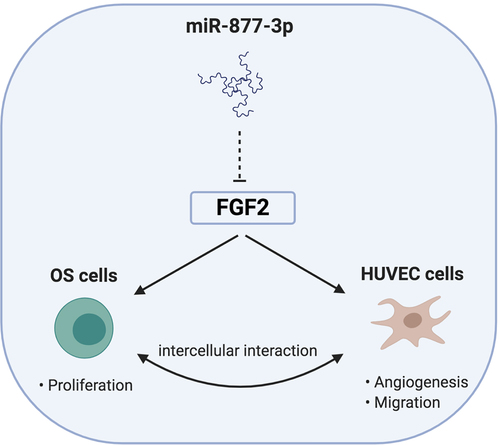 Figure 7. Schematic diagram of the proposed mechanism of miR-877-3p in OS. miR-877-3p could suppress proliferation of osteosarcoma cells and exert antiangiogenesis effect on HUVEC cells by targeting FGF2. As a result, the interactions of the OS cells and endothelial cells were interrupted.