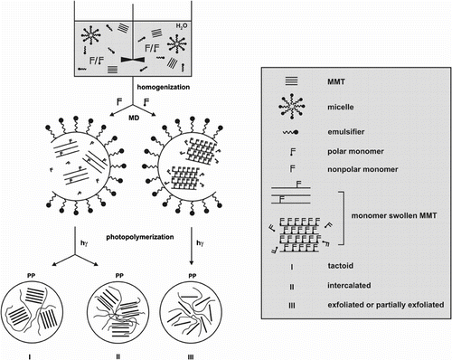 Scheme 1 The mechanistic routes of polymer-clay (montmorillonite, MMT) nanocomposites formation in the photoinduced miniemulsion polymerizations of polar and nonpolar monomers. PP – polymer particle, MD – monomer droplet.