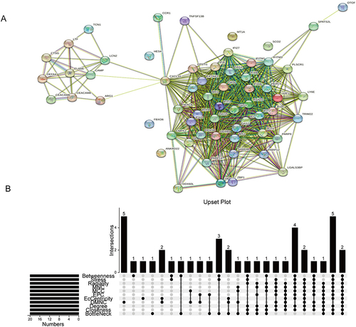 Figure 3 Identification of IFI44 and RSAD2 by cross-linking genes from 11 ranking methods in the PPI network. (A) The PPI network acquired from the STRING database. (B) Upset plot representing the intersection between 11 ranking methods.