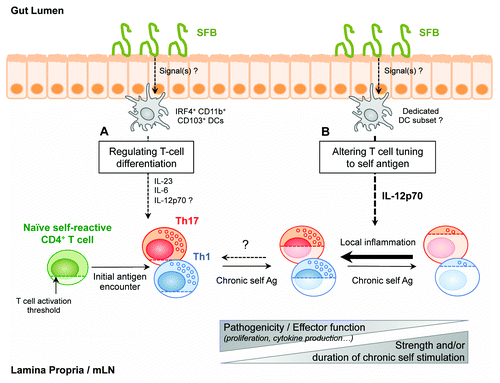 Figure 2. Schematic summarizing the two facets of SFB-mediated amplification of autoreactive CD4+ T cells responses in the gut. (A) SFB can directly enhance pathogenic Th1-, and promote Th17-, differentiation in gut-associated lymphoid tissues. SFB-dependent differentiation of polyclonal Th17 at the steady-state has been shown to depend on IRF4-dependent CD11b+ CD103+ Lamina Propria DCs, which produce IL-6 and IL-23. IL-12p70 production by this particular DC subset has not been detected so far. (B) SFB can additionally locally alter T cell tuning to endogenous ligands. Chronic self-antigen recognition by autoreactive T cells normally leads to progressive desensitization—tuning—of these cells, associated with increased T cell activation thresholds and reduced cytokine secretion potentials. SFB-induced local inflammatory microenvironment, and notably IL-12p70, can partially restore responsiveness and pathogenic potential of these autoreactive T cells in gut-associated lymphoid tissues.