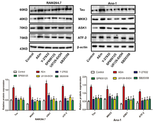 Figure 3. Protein levels of Tau, MKK3, ASK1 and ATF-2 in RAW264.7 and Ana-1 cells. *P < 0.05 vs. Control group, #P < 0.05 vs. AEm group.