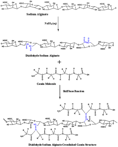Figure 3. Mechanism of formation of AD crosslinked casein film.