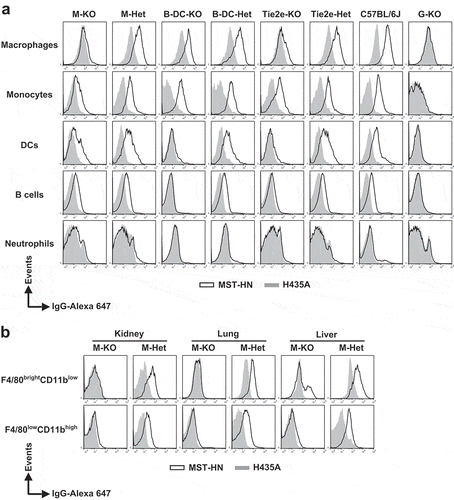 Figure 3. Specificity of loss of FcRn function in FcRnflox/flox mice with site-specific Cre expression. (a) Splenocytes were isolated, pooled (from 2 to 3 mice/genotype) and incubated with anti-FcγRIIB/III (2.4G2) antibody at 4°C followed by Alexa 647-labeled MST-HN or H435A mutant at 37°C to assess FcRn-mediated uptake. Fluorescence levels associated with each of the indicated cell types were determined using flow cytometry. Cell populations were identified as follows: macrophages, F4/80brightCD11blow; monocytes, Ly6ChighCD11bint; DCs, CD11c+CD11b+; B cells, CD23highCD21low and neutrophils, Ly6CintCD11bhigh. The gating strategies used for the identification of these cell types are shown in Supplementary Figure 8A-C. Data shown is representative of at least two independent experiments. (b) Mice were perfused and kidneys, lungs and livers were harvested. Single-cell suspensions from these organs were isolated, pooled (from 2 mice/genotype) and treated as in panel A except that CD45+F4/80brightCD11blow and CD45+F4/80lowCD11bhigh macrophages were analyzed. These macrophage populations were identified using the gating strategy shown in Supplementary Figure 8D. M-KO, LysM-Cre-FcRnflox/flox (macrophage-specific FcRn KO); M-Het, LysM-Cre-FcRnflox/+ (control); B-DC-KO, CD19-Cre-FcRnflox/flox (B cell- and DC-specific FcRn KO); B-DC-Het, CD19-Cre-FcRnflox/+ (control); Tie2e-KO, Tie2e-Cre-FcRnflox/flox (multiple cell type-specific FcRn KO); Tie2e-Het, Tie2e-Cre-FcRnflox/+ (control); G-KO, FcRn-/- (global FcRn KO); MST-HN, mutated human IgG1 with increased affinity for FcRn;Citation35 H435A, mutated (control) human IgG1 with negligible binding for FcRn.Citation36 Data shown is representative of at least two independent experiments.