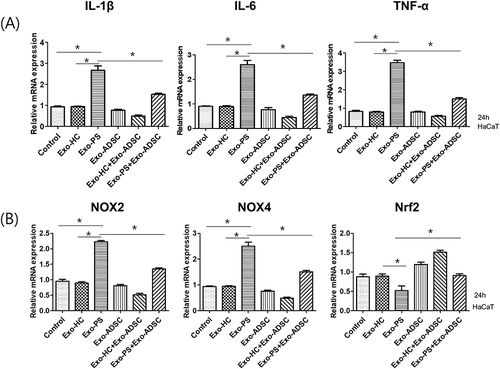 Figure 4 The effects of exosomes on the production of proinflammatory cytokines and oxidative stress-related factors. (A) The expression of IL-1β, IL-6, and TNF-α mRNA in exosome-treated HaCaT cells. (B) The expression of NOX2, NOX4, and Nrf2 mRNA in exosome-treated HaCaT cells. Statistical significance was determined by the one-way analysis of variance with Tukey’s post-hoc test. Data represent the mean ± S.D. of 3 independent experiments. *P < 0.05.