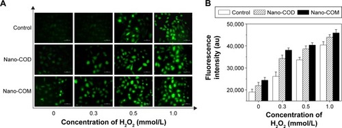 Figure 6 ROS level of injured Vero cells after exposure to 100 μg/mL nano-COM or COD crystals for 6 hours.Notes: ROS distribution was observed under fluorescent microscope (A); the fluorescence intensity of intracellular ROS was quantitatively detected by microplate reader (B). Injury time of H2O2: 1 hour; crystal concentration: 200 μg/mL; scale bars: 50 μm; magnification: ×400.Abbreviations: COM, calcium oxalate monohydrate; COD, calcium oxalate dihydrate; ROS, reactive oxygen species.