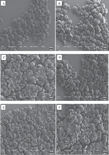 Figure 1. Scanning electron micrographs of starches from different wheat cultivars. (A) C-306, (B) PBW-373, (C) WH-147, (D), WH-1025, (E) PBW-343, and (F) PBW-502.