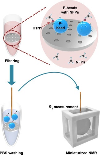 Scheme 1 Schematic illustration to show the detecting procedure for the influenza A H1N1 nucleoprotein using the miniaturized NMR system.Abbreviations: NMR, nuclear magnetic resonance; NFP, nanoferrite particle; PBS, phosphate-buffered saline.
