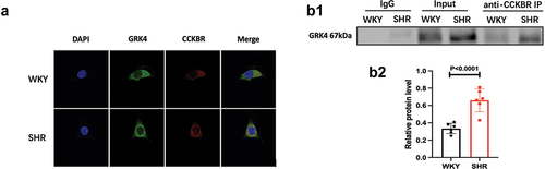 Figure 4. Interaction between CCKBR and GRK4 in WKY and SHR RPT cells. a, colocalization of CCKBR and GRK4 in RPT cells from WKY and SHRs. Colocalization appears as yellow after merging the images of Alexa Fluor 546-tagged CCKBR (red) and Alexa Fluor 488-tagged GRK4 (green). B1, Co-immunoprecipitation of GRK4 and CCKBR in RPT cells from WKY and SHRs.B2, statistical results for B1. (P < .0001, compared with WKY, N = 4). Data are expressed as mean ± SE.