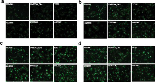 Figure 2. Image of FAMA test with anti-VZV glycoprotein monoclonal antibodies using six different VZV strains as FAMA antigens (400× magnification). (a) gH, (b) gB, (c) gI, (d) gE.