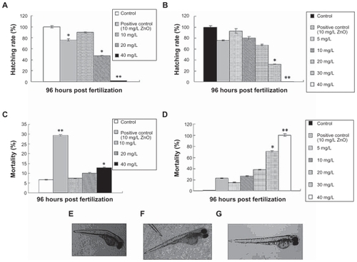 Figure 3 Toxicity of chitosan nanoparticles in zebrafish embryo. Hatching rate (%) of zebrafish embryos exposed to (A) 340 nm chitosan nanoparticles or (B) 200 nm chitosan nanoparticles over 96 hours. Mortality of zebrafish embryos at 96 hours post-fertilization following exposure to (C) 340 nm or (D) 200 nm chitosan nanoparticles over 96 hours. Examples of malformation in zebrafish larvae exposed to 5 mg/L 200 nm chitosan nanoparticles. (E) Larva with bent trunk at 96 hours post-fertilization, (F) larva with yolk sac edema at 96 post-fertilization, and (G) control larva at 96 post-fertilization.Note: *P < 0.05 and **P < 0.01 vs water control.