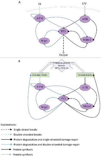 Figure 1. The network structure of p53 response (A) and the network structure of DNA damaged repaired (B) when SSB and DSB exist simultaneously.