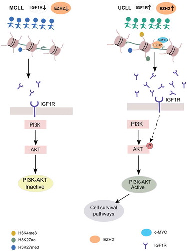 Figure 6. Model proposing EZH2-mediated regulation of the PI3K pathway through IGFR1 in CLL. Left and right panels represent activation of PI3K pathway in M-CLL (indicated by blue colour) and U-CLL (indicated by green colour). Below is the IGF1R promoter region (brown-coloured circles indicate histones and black colour line indicates DNA wrapped around histones) histone tail modifications in different colours. IGF1R, IGF1R receptor, EZH2 and c-MYC proteins are indicated with different colours below the figure.