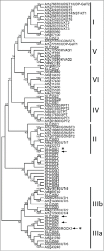 Figure 2. Unrooted phylogenetic tree of Arabidopsis thaliana and human NST proteins. Numbers at nodes represent the bootstrap values. Arrows and asterisks indicate NSTs transporting UDP-GlcNAc and UDP-GalNAc, respectively. Clades are numbered according to Figure 1.
