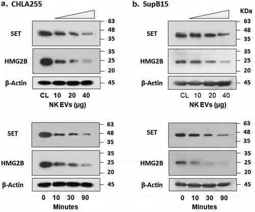 Figure 5. NK-EVs cleave granzyme A substrates SET and HMG2 proteins in the target cells.Neuroblastoma CHLA255 (A) or ALL SupB15 (B) cells were treated with different amounts of NK-EVs (upper panel) or harvested at different time-points after treatment (lower panel) as indicated. Untreated cells were used as controls (CL). After incubation, cells were harvested and lysed in SDS-PAGE sample buffer. Each lane contains 30-μg cell lysate proteins as determined by the Orbit® protein assay (Life Technologies). Antibodies against SET (Santa Cruz Biotech, sc-133,138) were used to probe the blots. The same blot was stripped and re-probed with anti-HMG2 antibody (Cell Signalling Technology, #14,163). β-Actin was used as the loading control. Western blot signals were qualified by the program ImageJ from at least three independent experiments (n ≥ 3). The plots with the standard derivation were shown in Supplementary Figure S5.