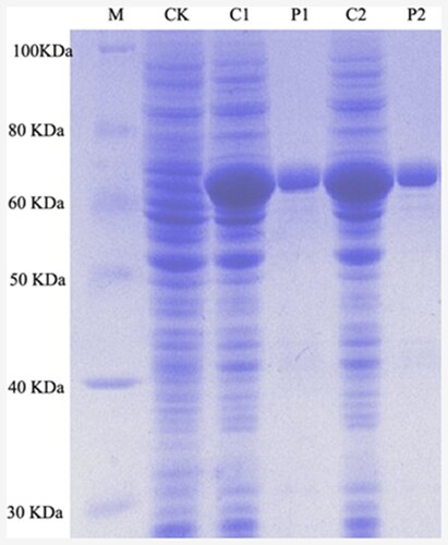 Figure 2. SDS-PAGE analysis of α-IPMS variant and wild-type α-IPMS. Lane M, molecular markers; lane CK, cell lysates of BL21 (DE3); lane C1, cell lysates of BL21 (DE3)/leuA; lane P1, purified protein of wild-type α-IPMS; lane C2, cell lysates of BL21 (DE3)/leuAV; lane P2, purified protein of α-IPMS variant.