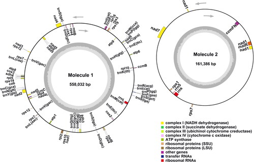 Figure 2. J. mandshurica mitochondrial (mt) genome gene map. The gene map denotes annotated genes based on different functional groups, which are color-coded on the outer circle as transcribed clock-wise (outside) and counter clock-wise (inside). The inner circle indicates the GC content as a dark grey plot.