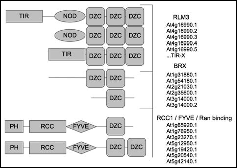 Figure 1 DZC containing proteins and their domain organization in Arabidopsis. In Arabidopsis, three main protein structure organizations containing the DZC domain are found. Structural diverse N-terminal domains include TIR, NOD and PH, RLM3 is the unique representative of the disease resistance family containing DZC at the C terminus within Arabidopsis. The BRX group is required for optimal root growth and RCC regulate chromatin condensation.