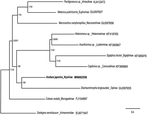 Figure 1. Phylogenetic relationships among subfamilies of the Braconidae inferred from nucleotides of 13 PCGs and two rRNAs using Bayesian and maximum-likelihood (ML) methods (GenBank accession numbers provided). The Bayesian posterior probabilities (PP) and bootstrap support (BS) are marked besides the nodes. Diadegma semiclausum was set as the outgroup.