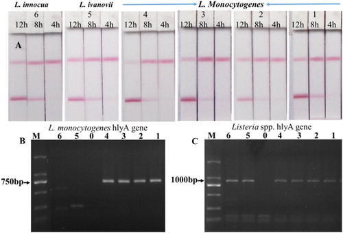 Figure 6. (a) Detection of the spiked milk sample of Listeria spp. after 4, 8, and 12 h enrichment. Number 1–6: ATCC 19111, ATCC 19115, ATCC 19118, CMCC 54002, ATCC 19119, ATCC 33090, respectively. Agarose gel analysis of the PCR product with the L. monocytogenes primers (b) and the Listeria spp. primers (c). Number 0–6: negative control, ATCC 19111, ATCC 19115, ATCC 19118, CMCC 54002, ATCC 19119, ATCC 33090, respectively.