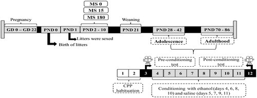 Figure 2. Experimental protocol used for ethanol conditioned place preference (CPP) in adolescent and adult Wistar rats subjected to maternal separation (MS) during postnatal day (PND) 2 to 10 for 0, 15, or 180 minutes. The timeline shows the sequence and duration of experimental protocol.