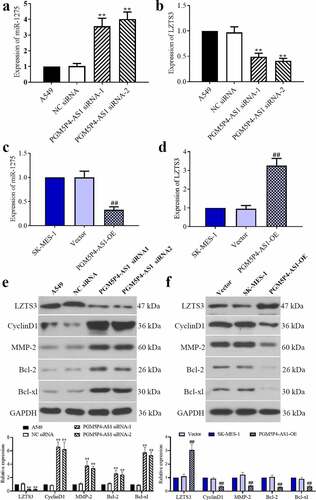 Figure 5. PGM5P4-AS1 decreased the miR-1275 level and promoted the expression of LZTS3. (a-b), Relative expression levels of miRNA-1275 and LZTS3 in A549 cells, that were interfered in PGM5P4-AS1 expression (**p < 0.01 vs. NC siRNA). (c-d), Relative expression levels of miRNA-1275 and LZTS3 in SK-MES-1 cells, that were overexpressed of PGM5P4-AS1 (##p < 0.01 vs. vector). (e-f), Protein expression levels of LZTS3, cyclinD1, MMP-2, Bcl-2, and Bcl-xl in A549 cells, that were transfected with PGM5P4-AS1 siRNA or PGM5P4-AS1-OE, respectively (**p < 0.01 vs. NC siRNA, ##p < 0.01 vs. vector)