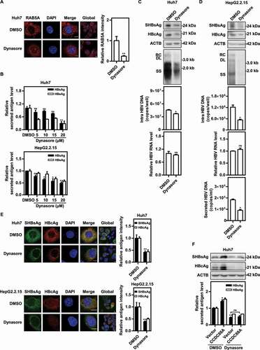 Figure 4. Inhibition of DNM2 by dynasore suppresses HBV replication. (A) Huh7 cells were transfected with pSM2, and treated with dynasore (20 μM) and harvested after 48 h. RAB5A expression was evaluated. Scale bar: 10 μm. The fluorescence intensity of RAB5A was analyzed using ImageJ software. The results presented in the graphs were calculated from at least 5 cells. (B) Huh7 cells transfected with pSM2 and HepG2.2.15 cells were treated with dynasore (5, 10, 15, and 20 μM), and harvested after 72 h. The levels of HBsAg and HBeAg in the supernatants were quantified. (C) Huh7 cells transiently transfected with pSM2 or (D) HepG2.2.15 cells were treated with dynasore (20 μM) and harvested after 72 h. The expression of SHBsAg and HBcAg, the encapsidated HBV RIs, the levels of intracellular HBV DNA, and the HBV RNA levels were measured. (E) Huh7 cells transfected with pSM2 and HepG2.2.15 cells were treated with dynasore (20 μM), and harvested after 48 h. The distribution of SHBsAg and HBcAg was assessed. Scale bar: 10 μm. The fluorescence intensity of SHBsAg and HBcAg were analyzed using ImageJ software. The results presented in the graphs were calculated from at least 5 cells. (F) Huh7 cells were cotransfected with pSM2 and the CCDC88A expression plasmid or empty vector, and treated with dynasore (20 μM), and harvested after 72 h. The expression of SHBsAg and HBcAg, and the levels of HBsAg and HBeAg in the supernatants were analyzed. *p < 0.05; **p < 0.01; ***p < 0.001; ns, not significant.