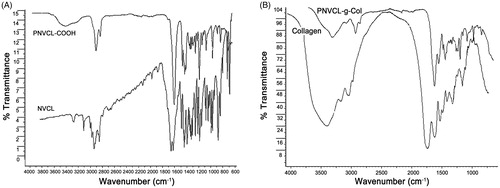 Figure 2. ATR-FTIR spectra of (A) NVCL and PNVCL-COOH and (B) collagen and PNVL-g-Col.